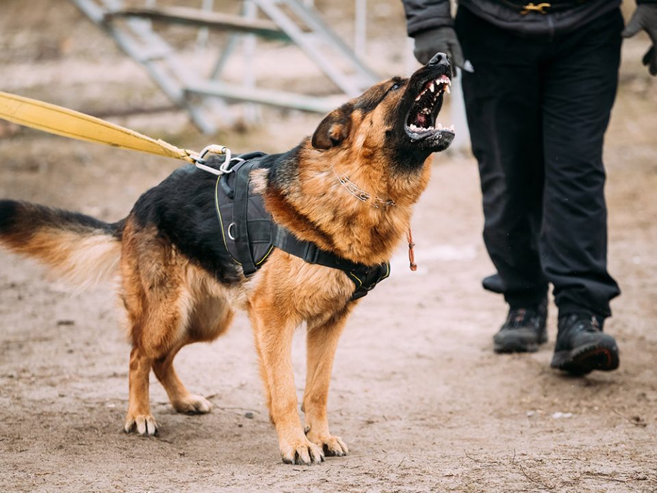 Dog Bite Claim - Personal Injury Law
