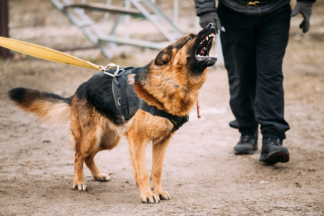 Dog Bite Claim - Personal Injury Law